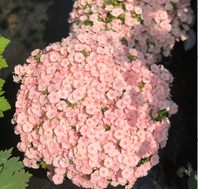 💐Semillas de Verbena de Jardín