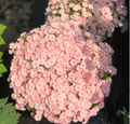 Phlox drummondii 'Ethnie Salmón'
