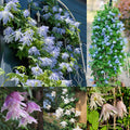 Clematis Macropetala