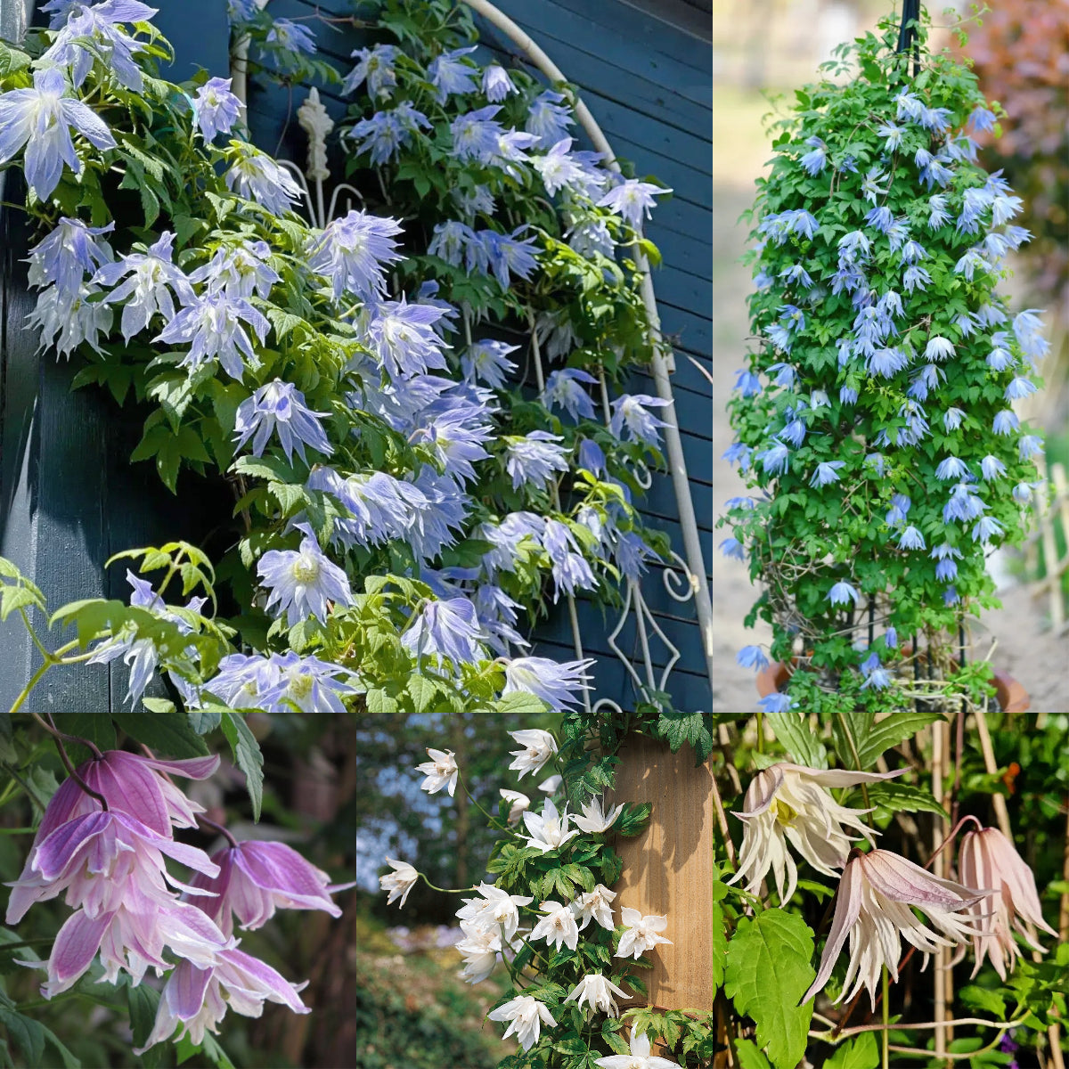 Clematis Macropetala