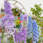 🌼Semillas de Delphinium de Flores Grandes