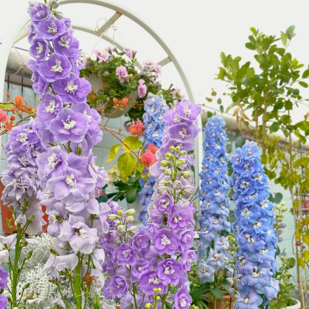 🌼Semillas de Delphinium de Flores Grandes