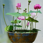 The PREMIUM BONSAI LOTUS FLOWER SEEDS