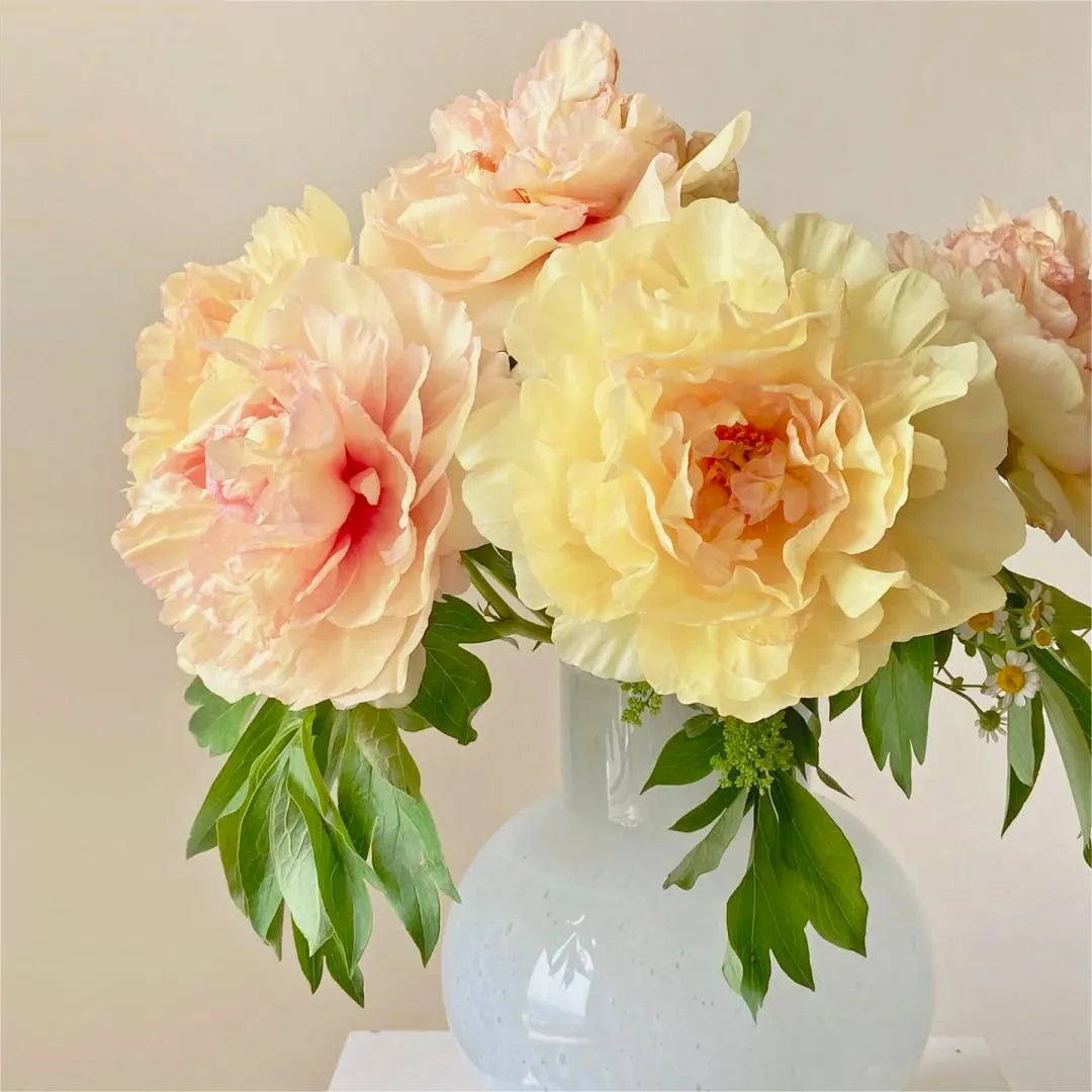 🌺Peonia - El amor te rodea