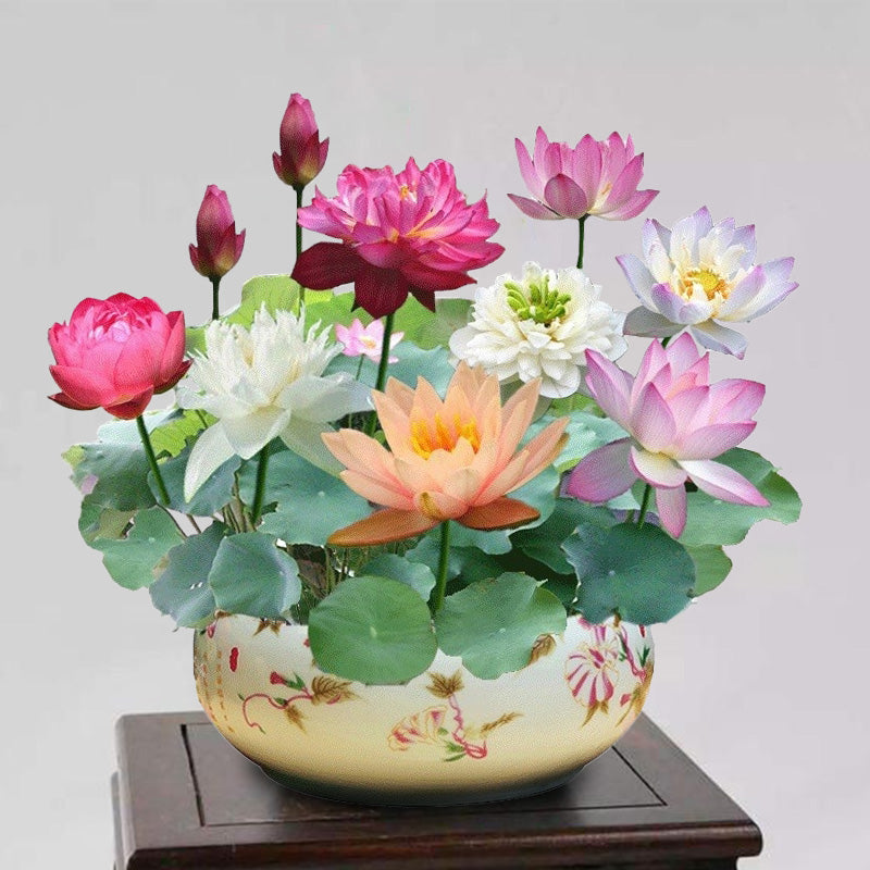 La sagrada flor de loto bonsái
