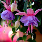 Semillas de flores de fucsia, semillas de flores de linterna, semillas de flores bonsái