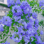 Semillas de copo de nieve azul Flor del cielo