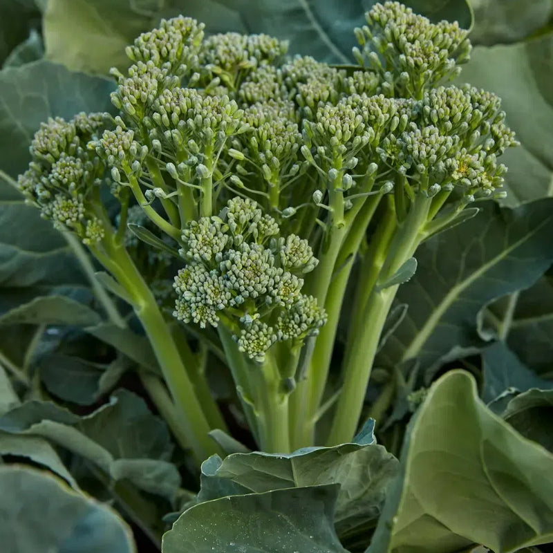 🥦Semillas raras de broccolini