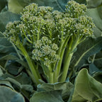 🥦Semillas raras de broccolini