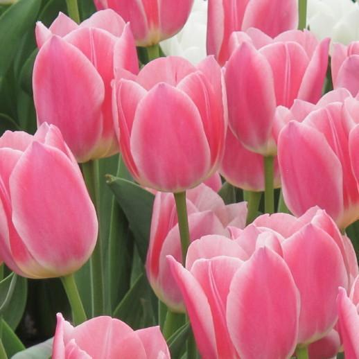 ¡¡¡NUEVO!!! 100 unidades/Bolsa - Semillas de Tulipán Jardín Flores Plantas
