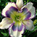 Semillas de flores de hemerocallis híbridos