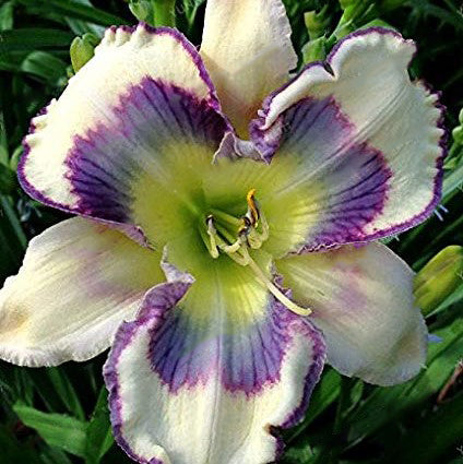 Semillas de flores de hemerocallis híbridos