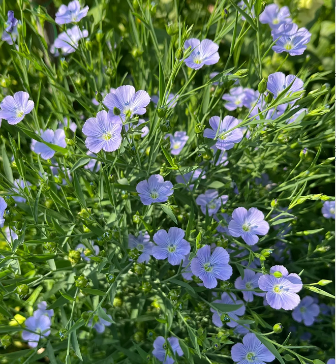 Semillas de Lino Azul Perenne, Linum Perenne