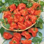Semillas de pimiento "Corona de Obispo" (Capsicum baccatum)