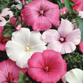 SEMILLAS DE ROSA MALVA - COLORES MEZCLADOS