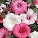 SEMILLAS DE ROSA MALVA - COLORES MEZCLADOS