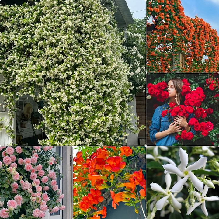 Semillas de Flores Mixtas para Trepar - Más de 30 variedades mezcladas