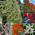Semillas de Flores Mixtas para Trepar - Más de 30 variedades mezcladas