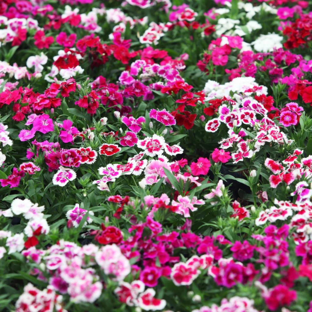 Semillas Mixtas Dianthus Corona