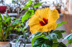Raras Semillas de Hibisco Amarillo "Yellow Rainbow"