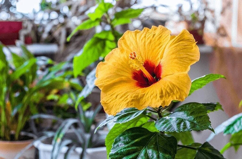 Raras Semillas de Hibisco Amarillo "Yellow Rainbow"