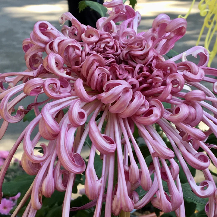 Semillas raras de crisantemo dorado - Flor de la longevidad💞