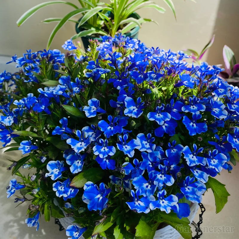 🌈Planta Tapizante Óptima✨Semillas de Lobelia Erinus Rastrera
