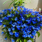🌈Planta Tapizante Óptima✨Semillas de Lobelia Erinus Rastrera