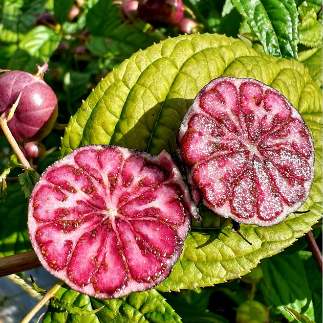 Semillas de ginseng de frutas rojas-Fruta araña