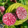 Semillas de ginseng de frutas rojas-Fruta araña