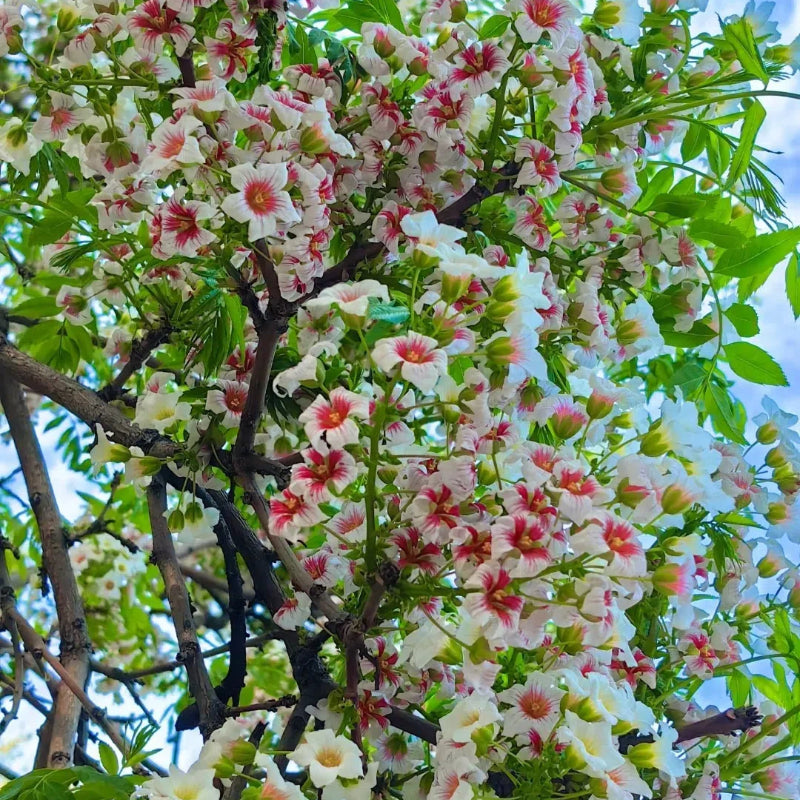 Xanthoceras Sorbifolia, Semillas de la Flor del Árbol de la Lluvia