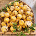 🍈Semillas de Pepino Semillas de Fruta de Ginseng