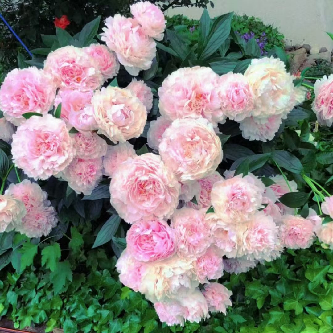Paeonia Lactiflora Bonsái Planta Hogar Jardín