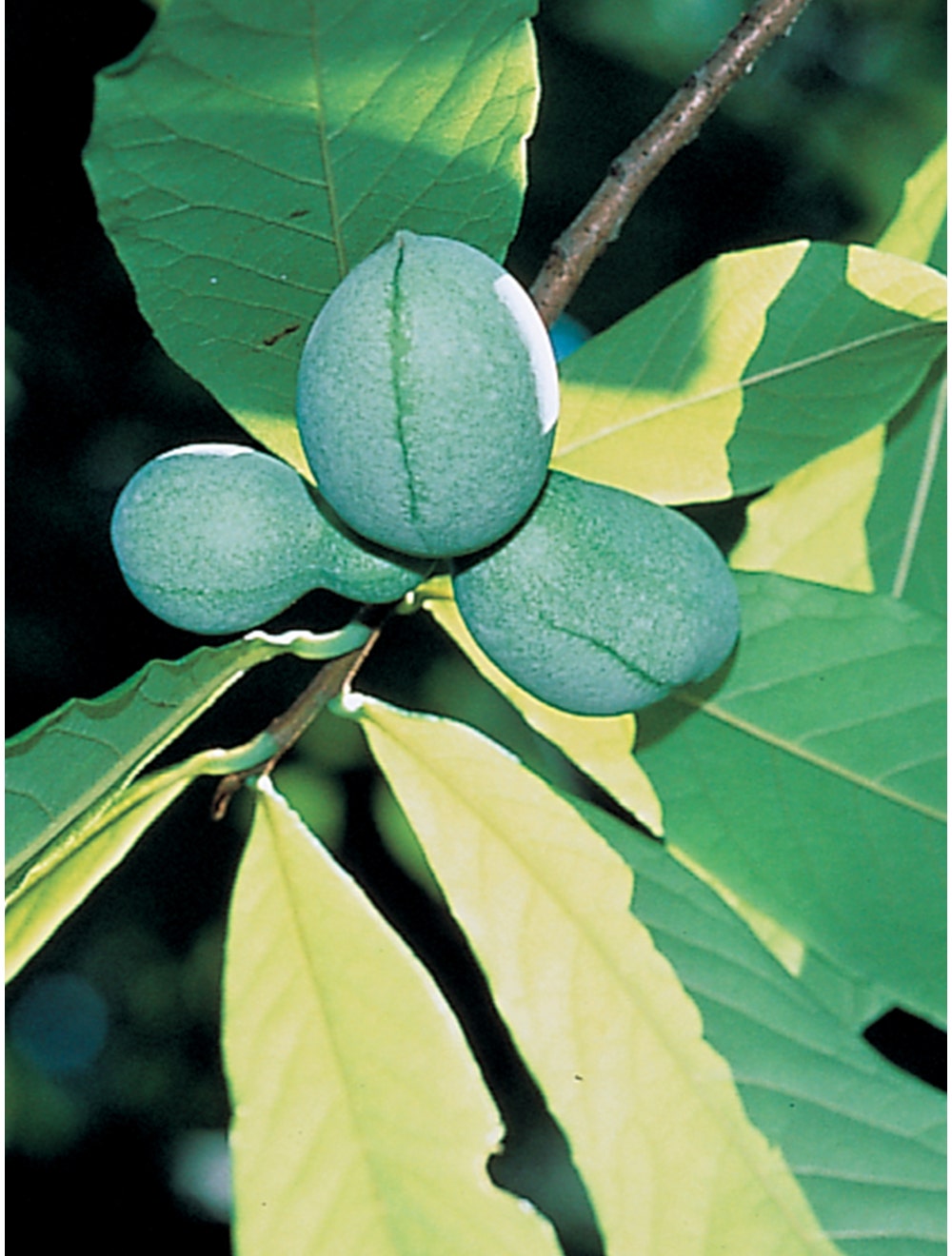 Colección de papayas