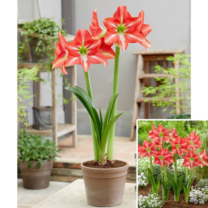Amarilis Belleza Rayada