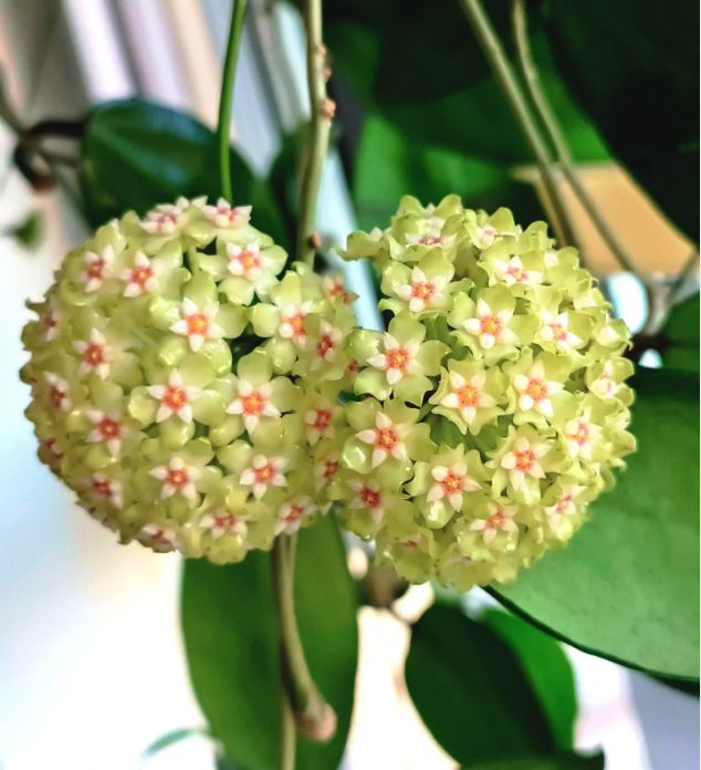 ⭐️Semillas de flores Hoya Carnosa | Bola de flores en forma de estrella