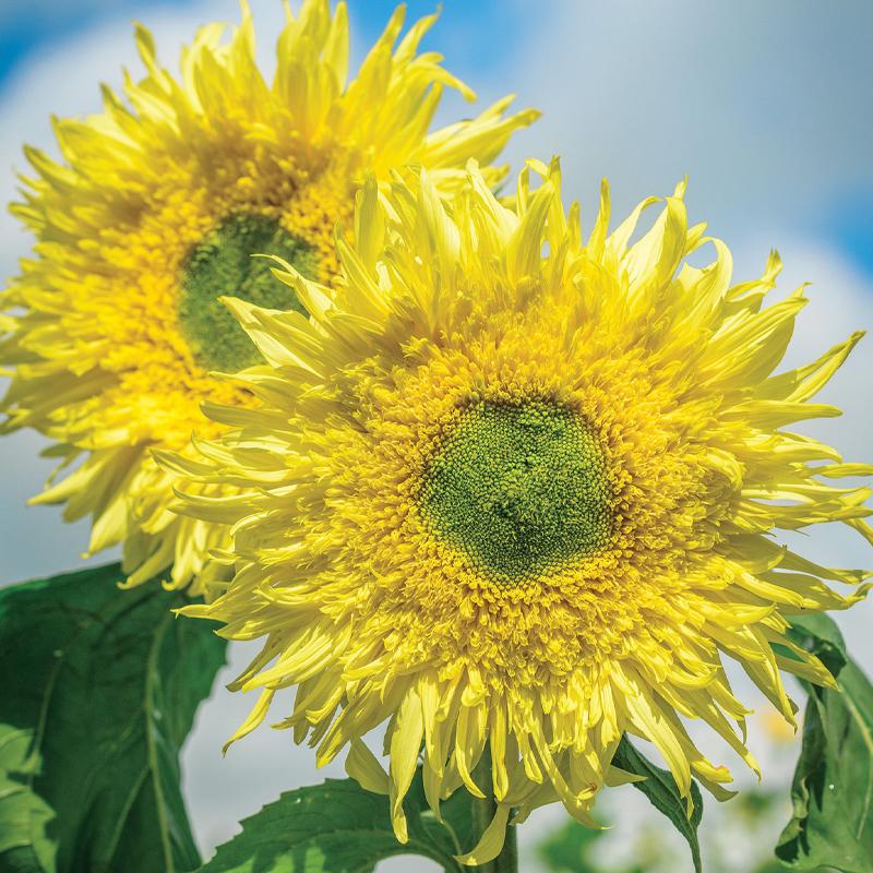 Girasol, Híbrido Zeus