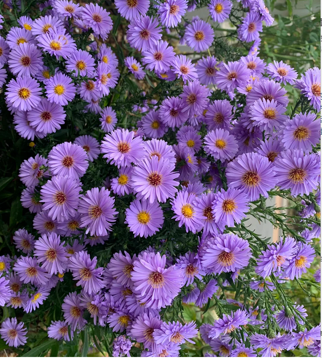 🫧Semillas de Aster- Cúpula Púrpura