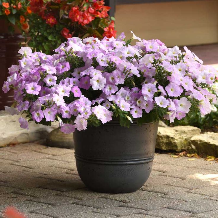 🌸Semillas de petunia