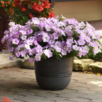 🌸Semillas de petunia