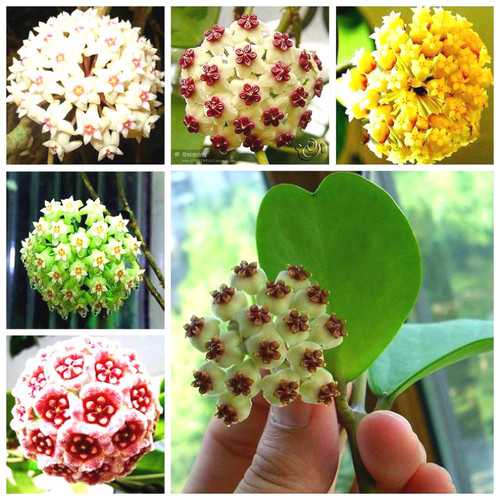 Egrow 20 unidades/paquete de semillas de Hoya, semillas en maceta, semillas de flores de Hoya Carnosa, plantas de jardín