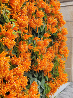 🧡Flor de Pyrostegia Venusta