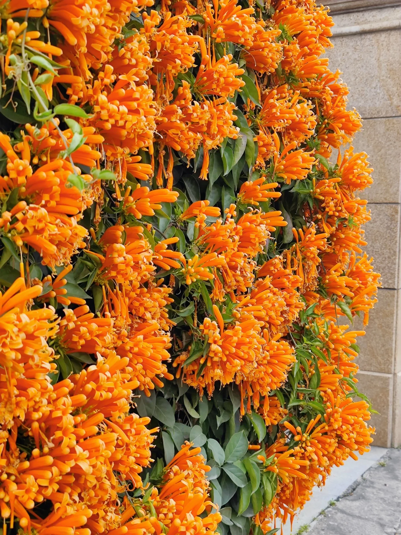 🧡Flor de Pyrostegia Venusta