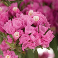 Semillas de Flores Orquídeas Estáticas Rosadas