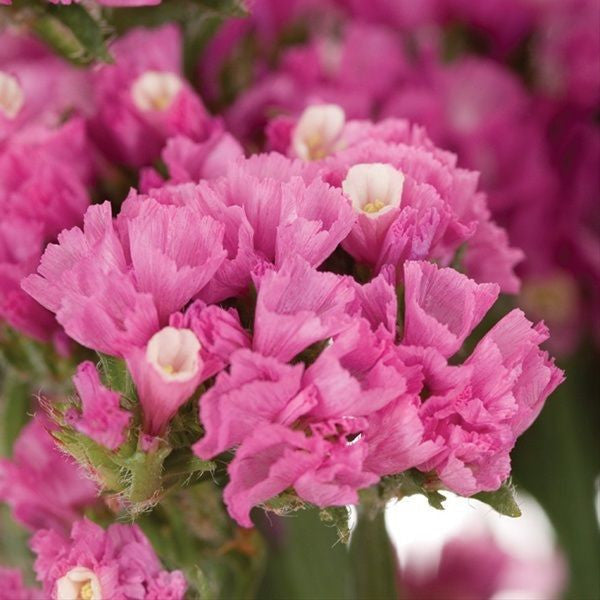 Semillas de Flores Orquídeas Estáticas Rosadas