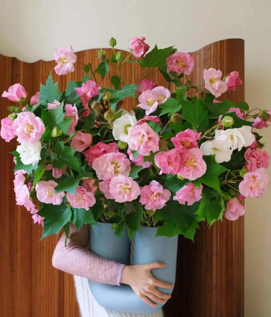 🌸Hibisco Borracho - Cambia de Color Tres Veces al Día