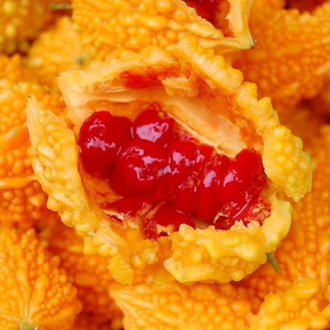 Semillas de uva Lai para jardín Semillas de calabaza amarga