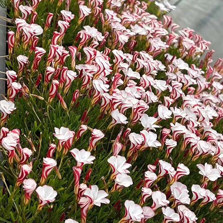Oxalis Versicolor (Acedera de Bastón de Caramelo)