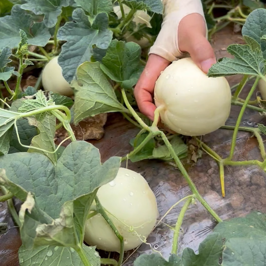 Semillas de melón perezosas