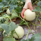 Semillas de melón perezosas